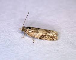 Attēlu rezultāti vaicājumam “Epinotia brunnichana”