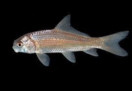 Image result for Carpiodes carpio