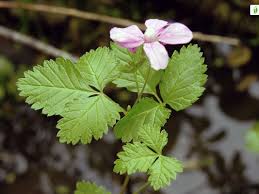 Attēlu rezultāti vaicājumam “Rubus arcticus flower”