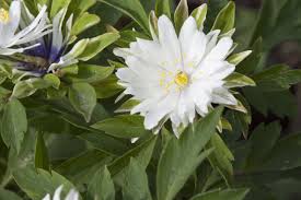 Image result for Buschwindröschen