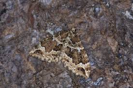 Attēlu rezultāti vaicājumam “Lampropteryx suffumata”