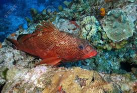 Image result for Epinephelus guttatus