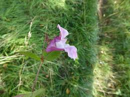 Attēlu rezultāti vaicājumam “Impatiens glandulifera flower”