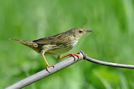 Image result for Locustella lanceolata