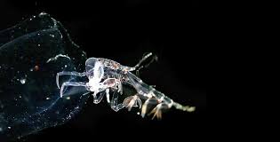 Attēlu rezultāti vaicājumam “Phronia sp.”