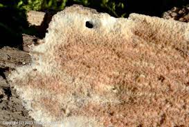 Attēlu rezultāti vaicājumam “Phlebia rufa”