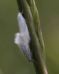 Attēlu rezultāti vaicājumam “Elachista argentella”