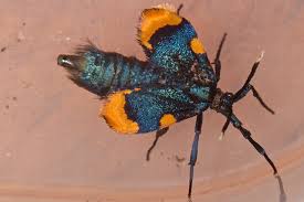 Attēlu rezultāti vaicājumam “Psychidae”