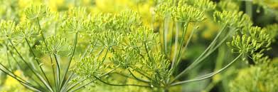 Image result for Dill