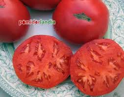 Afbeeldingsresultaat voor crnkovic yugoslavian tomato