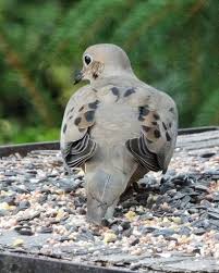 Image result for Zenaida macroura