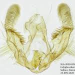 Attēlu rezultāti vaicājumam “Celypha siderana”