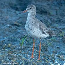 Attēlu rezultāti vaicājumam “Tringa totanus”