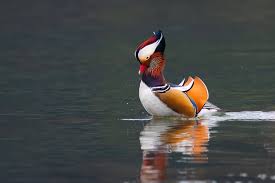 Attēlu rezultāti vaicājumam “Aix galericulata”