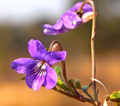Attēlu rezultāti vaicājumam “Viola riviniana flower”