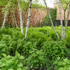 Attēlu rezultāti vaicājumam “Matteuccia struthiopteris”