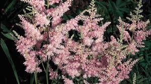 Attēlu rezultāti vaicājumam “Astilbe chinensis bud”