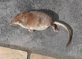 Attēlu rezultāti vaicājumam “Sorex sp.”