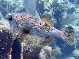 Image result for Diodon hystrix