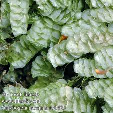 Attēlu rezultāti vaicājumam “Calypogeia”