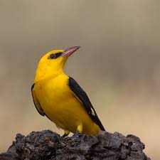 Attēlu rezultāti vaicājumam “Oriolus oriolus”