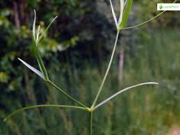 Attēlu rezultāti vaicājumam “Stellaria palustris leaf”