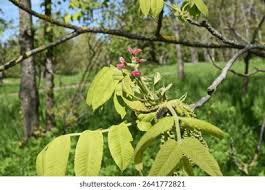 Attēlu rezultāti vaicājumam “Juglans cinerea flower”