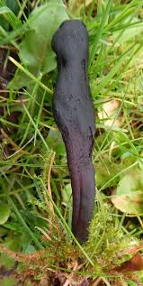 Attēlu rezultāti vaicājumam “Geoglossum sp.”