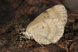 Attēlu rezultāti vaicājumam “Hydriomena impluviata”