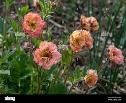 Attēlu rezultāti vaicājumam “Geum rivale flower”