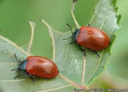 Attēlu rezultāti vaicājumam “Chrysomela populi”