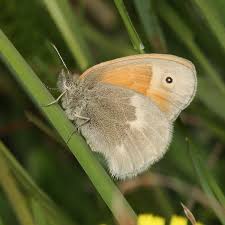 Attēlu rezultāti vaicājumam “Coenonympha tullia underside”