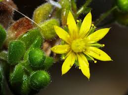 Image result for Aichryson