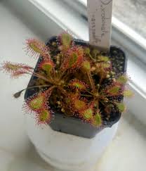 Attēlu rezultāti vaicājumam “Drosera x obovata”