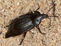 Attēlu rezultāti vaicājumam “Phosphuga atrata”