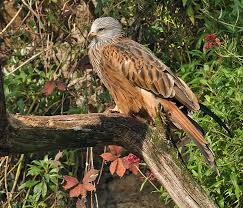 Image result for Milvus milvus