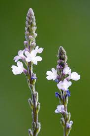 Image result for Verbena officinalis