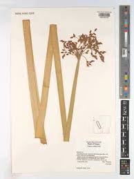 Attēlu rezultāti vaicājumam “Schoenoplectus lacustris subsp. glaucus fruit”