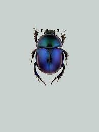 Attēlu rezultāti vaicājumam “Trypocopris vernalis”