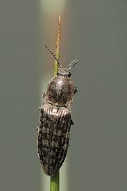 Attēlu rezultāti vaicājumam “Actenicerus sjaelandicus”