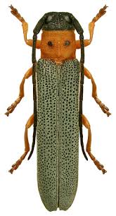 Attēlu rezultāti vaicājumam “Oberea oculata”