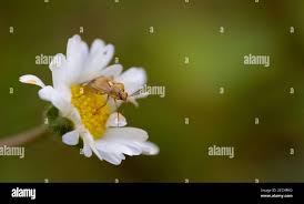 Attēlu rezultāti vaicājumam “Adelphocoris lineolatus imago”