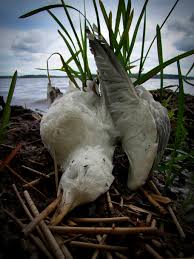 Attēlu rezultāti vaicājumam “Larus argentatus nest”