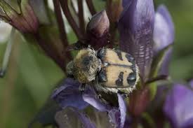 Attēlu rezultāti vaicājumam “Trichius fasciatus”