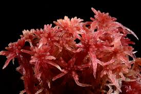 Attēlu rezultāti vaicājumam “Sphagnum warnstorfii”