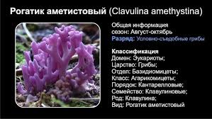 Attēlu rezultāti vaicājumam “Clavulina amethystina”