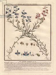 Attēlu rezultāti vaicājumam “Polygala vulgaris leaf”