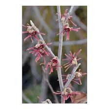 Attēlu rezultāti vaicājumam “Hamamelis vernalis”