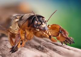 Attēlu rezultāti vaicājumam “Gryllotalpa gryllotalpa”