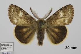 Attēlu rezultāti vaicājumam “Gynaephora selenitica”